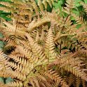 Dryopteris erythrosora feuille